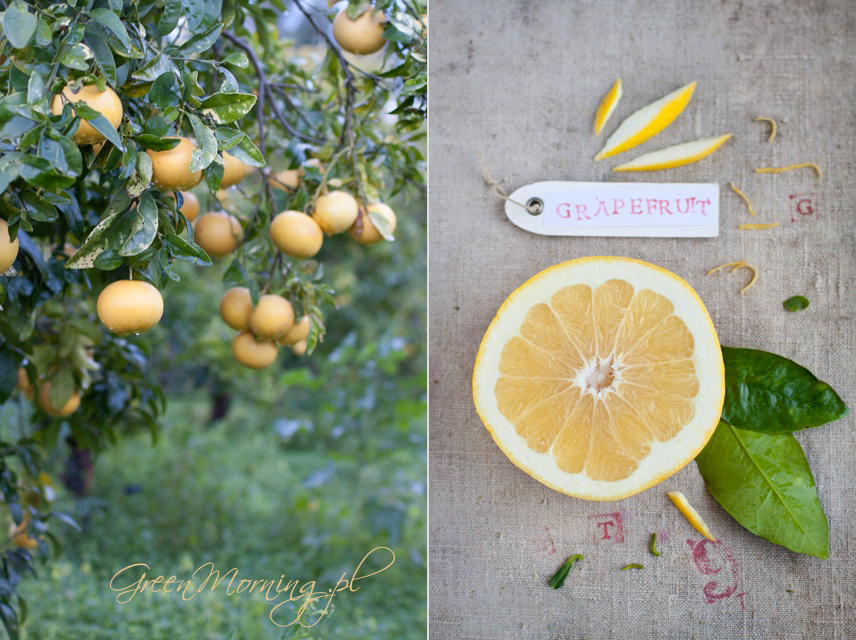 grejpfrut na drzewie grapefruit on tree